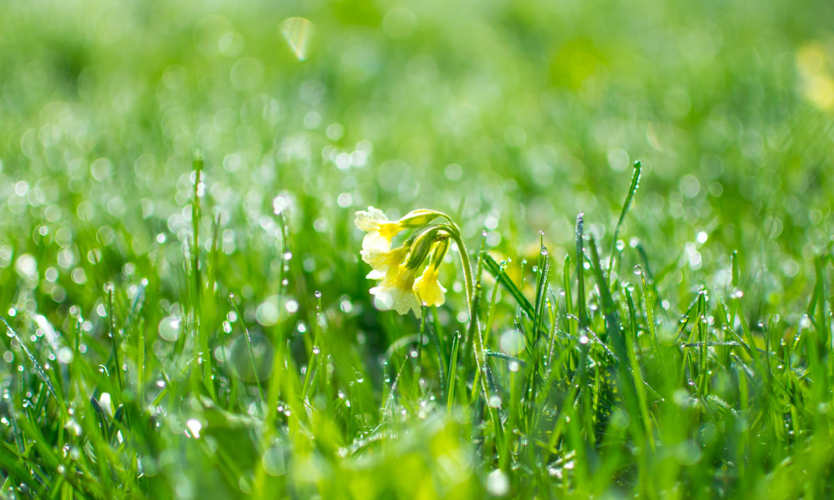 Роса на траве